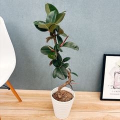 現品］20番 カシワバゴムの木 フィカス リラータ ストレート 8号 観葉