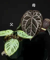 2026年最新】アンスリウムミッシェルの人気アイテム - メルカリ