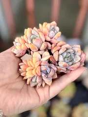 2025年最新】夢多肉植物の人気アイテム - メルカリ