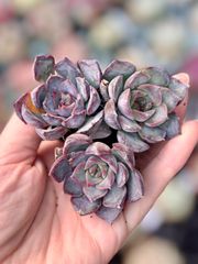 在庫4❣️シャビアナトリュフ❣️カット苗 ランダムエケベリア 寄せ