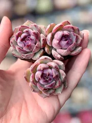 2025年最新】多肉植物エケベリアセットの人気アイテム - メルカリ