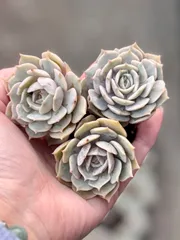 ローラ大きめ　3苗セット　根付きプラグ苗　エケベリア　多肉植物