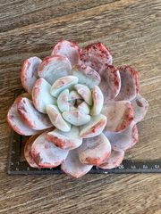 ☆多肉植物 バニラビズ錦 サイズ 韓国苗☆ - メルカリ