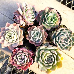 2025年最新】シムランスラグナサンチェスの人気アイテム - メルカリ