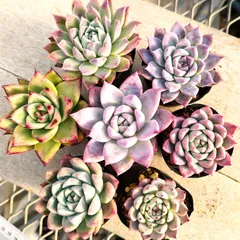 2025年最新】コロラータ×沙羅姫牡丹の人気アイテム - メルカリ