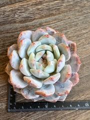 ☆多肉植物 バニラビズ錦 サイズ 韓国苗☆ - メルカリ