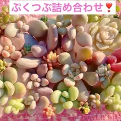 ainain109様　割引きしました！ぷくぷくつぶつぶ詰め合わせ❣️美人　多肉弁当　寄せ植え　ぷっくり多肉　エケベリア　パキフィツム　セダム　カット苗