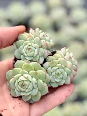 静夜　3苗セット　根付きプラグ苗　エケベリア　多肉植物