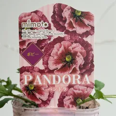 2026年最新】ホワイトパンドラの人気アイテム - メルカリ