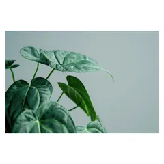 【A4サイズ（約21x30cm）】【lh-poster-4667】植物 グリーン 葉っぱ 観葉 ポスター ボタニカル 草 自然 インテリア  アート