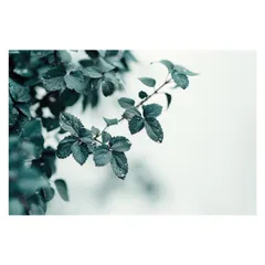 【B4サイズ（約25x36cm）】【lh-poster-4865】植物 グリーン 葉っぱ 観葉 ポスター ボタニカル 草 自然 インテリア  アート
