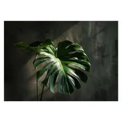 【A4サイズ(約21x30cm)】【lh-poster-4298】モンステラポスター トロピカル 熱帯植物 ハワイアン ボルシギアナ デリシオーサ アダンソニー 葉っぱ グリーン 植物 南国 インテリア アート