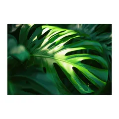 【A4サイズ(約21x30cm)】【lh-poster-4306】モンステラポスター トロピカル 熱帯植物 ハワイアン ボルシギアナ デリシオーサ アダンソニー 葉っぱ グリーン 植物 南国 インテリア アート