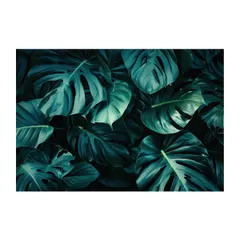 【B4サイズ(約25x36cm)】【lh-poster-4323】モンステラポスター トロピカル 熱帯植物 ハワイアン ボルシギアナ デリシオーサ アダンソニー 葉っぱ グリーン 植物 南国 インテリア アート