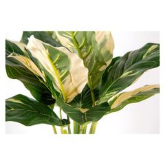 スパティフィラム ピカソ SPATHIPHYLLUM cv. `PICASSO` - メルカリ