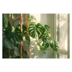 【A4サイズ（約21x30cm）】【lh-poster-4517】アロイド モンステラ サトイモ科 植物 グリーン 葉っぱ 観葉 ポスター ボタニカル 草 自然 インテリア  アート