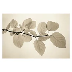 【B4サイズ（約25x36cm）】【lh-poster-4595】植物 グリーン 葉っぱ 観葉 ポスター ボタニカル 草 自然 インテリア  アート