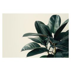 【B2サイズ（約51x73cm）】【lh-poster-4610】ゴムの木 フィカス 植物 グリーン 葉っぱ 観葉 ポスター ボタニカル 草 自然 インテリア  アート