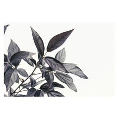 【B3サイズ（約36x51cm）】【lh-poster-4611】ゴムの木 フィカス 植物 グリーン 葉っぱ 観葉 ポスター ボタニカル 草 自然 インテリア  アート