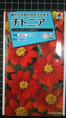 チトニア トーチ メキシコ ひまわり 種 ３袋セット