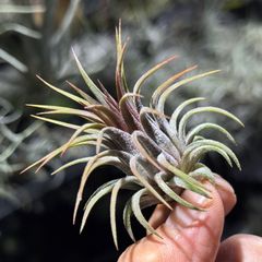 チランジア モンキーテール Tillandsia ionantha Monkey Tail＊エア