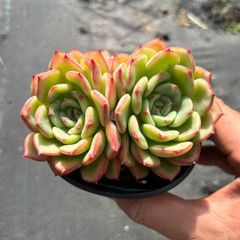 い*ご様 K1185　粉月影　70株　多肉植物 抜き苗 エケベリア 韓国苗 い*ご様 K1185 粉月影 70株 多肉植物 抜き苗 エケベリア 韓国苗