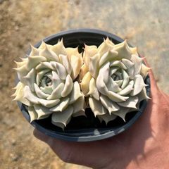 Z33×18株 ルナレン 抜き苗 多肉植物 アエオニウム エケベリア サボテン Z33×18株 ルナレン 抜き苗 多肉植物 アエオニウム エケベリア サボテン