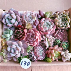 2025年最新】多肉 カット苗セットの人気アイテム - メルカリ