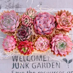 2025年最新】アリエル 多肉の人気アイテム - メルカリ