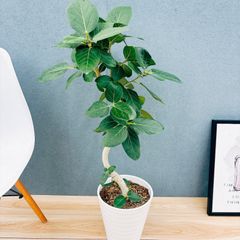 現品］【超レア】91番 モンステラ デリシオーサ ミント バリエゲイ