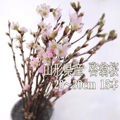 2025年最新】SAKURAの人気アイテム - メルカリ