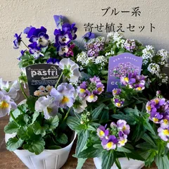 2025年最新】花苗の人気アイテム - メルカリ