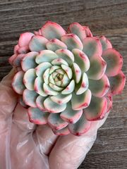 ☆多肉植物 マカベアナ錦 エケベリア 韓国苗☆ - メルカリ