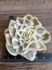 新入荷 大人気 多肉植物 エケベリア ホワイトプリンセス錦 超美苗 レア
