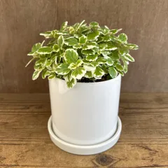 アロマティカス斑入り 陶器鉢 現品 Plectranthus amboinicus シソ科 プレクトランサス属 アロマ ハーブ 観葉植物 観葉 植物 虫よけ ゴキブリよけ グリーン