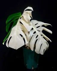 2025年最新】斑入りモンステラ ホワイトタイガーの人気アイテム - メルカリ