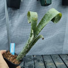 サンセベリア ダンシングドラゴン サンスベリア Sansevieria Dancing