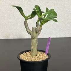 2025年最新】チレコドンの人気アイテム - メルカリ