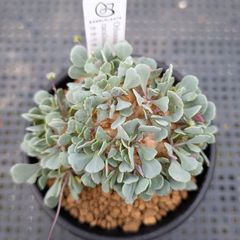 BP』ハオルチア 花時計 - メルカリ