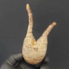 2025年最新】グラキリス ベアルートの人気アイテム - メルカリ