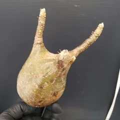 ⚡️値下げ⚡️パキポディウム　グラキリス　発根管理中　現地球 特殊株】【長期管理現地球】パキポディウム グラキリス 【公式通販】