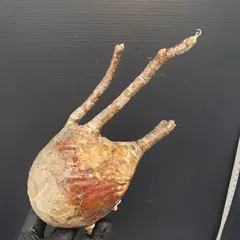 2025年最新】グラキリス ベアルートの人気アイテム - メルカリ