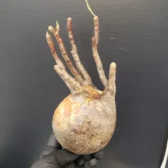 2025年最新】グラキリス ベアルートの人気アイテム - メルカリ