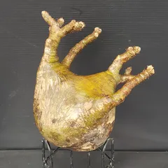 2025年最新】グラキリス ベアルートの人気アイテム - メルカリ