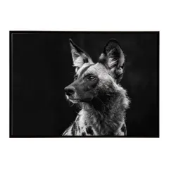 【A2サイズ（約42x59cm）】【lh-poster-7240】African wild dog アフリカンワイルドドック リカオン コヨーテ 犬 ハイエナ サバンナ アフリカ 草原 自然 ネイチャー アニマル 野生動物 インテリア ポスター