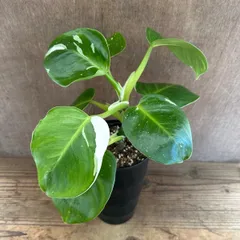 ★フィロデンドロン　ホワイトウィザード 現品 Philodendron ‘white wizard’ フィロデン 斑入り 斑 斑入 観葉植物 観葉 植物 珍奇植物 珍奇 珍しい インテリア おしゃれ かわいい グリーン