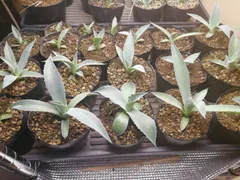 2025年最新】アガベ オバティフォリアの人気アイテム - メルカリ