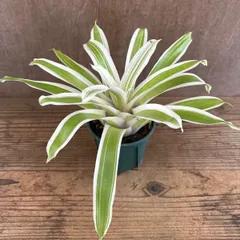 フリーセア　オオインコアナナス フリーセア ゴウ　④　Vriesea lindl go  パイナップル科 フリーセア属　観葉植物 観葉 植物 珍奇植物  ブロメリア タンクブロメリア アナナス パイナップル インテリア プレゼント おしゃれ  母の日 父の日