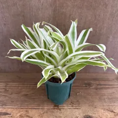 フリーセア　オオインコアナナス フリーセア ゴウ　③　Vriesea lindl go  パイナップル科 フリーセア属　観葉植物 観葉 植物 珍奇植物  ブロメリア タンクブロメリア アナナス パイナップル インテリア プレゼント おしゃれ  母の日 父の日