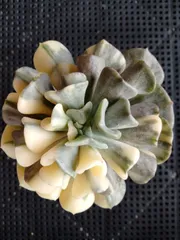 2026年最新】キュービックフロストの人気アイテム - メルカリ